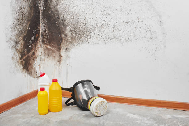 Best Commercial Mold Removal  in Hillsboro, WI