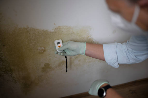 Best Mold Remediation  in Hillsboro, WI