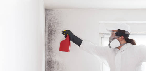 Best Mold Removal Company Near Me  in Hillsboro, WI