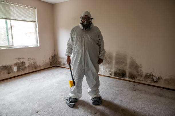 Best Fast Mold Removal  in Hillsboro, WI