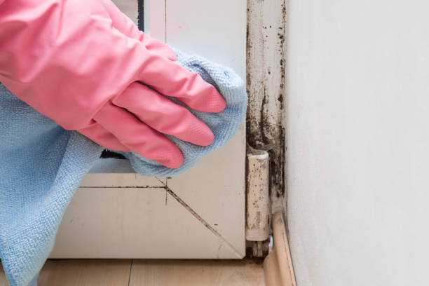 Attic Mold Removal in Hillsboro, WI