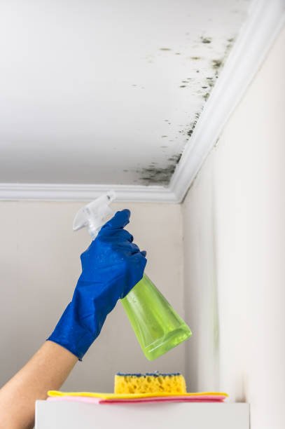 Mold Removal and Inspection in Hillsboro, WI